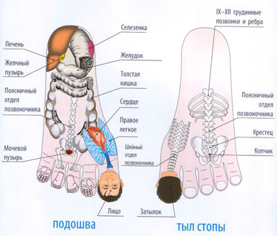 sootvetstvie-vnutrennih-organov-na-nogah
