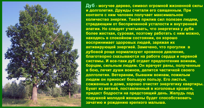 Тема мое любимое дерево. Описание дуба. Информация о деревьях. Доклад о дереве дуб. Доклад про дуб.